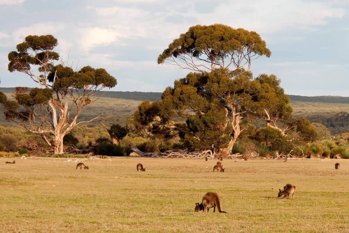 Kangaroo-Island-and-Adelaide
